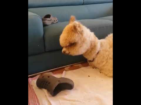 Cute Alpaca Playing with Sandals - Cute Animals Moment