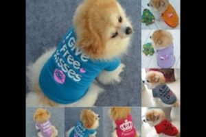 Cute And Small Adorable Puppies Viral Video 2020 / Cutest Puppies On Tik Tok