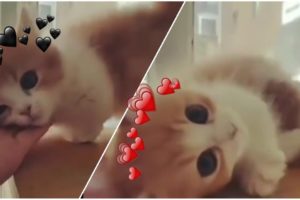 Cute Cats That You Cannot Ignore | 2019 cute and funny animals ??