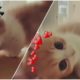 Cute Cats That You Cannot Ignore | 2019 cute and funny animals ??