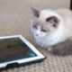 Cute Fluffy Kitten playing on iPad *** Cutest Kitten Ever ***