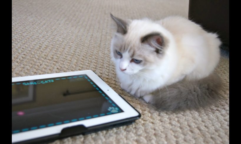Cute Fluffy Kitten playing on iPad *** Cutest Kitten Ever ***