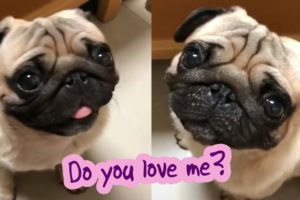 Cute Funny and Smart Pets Compilation Ep 02  - Goofy Pets Video 2020