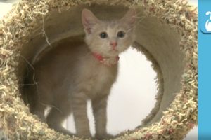 Cute Kitten FLIPS OUT and KNOCKS OVER Cat Tree! - Kitten Love
