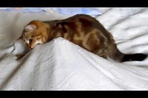 Cute Kitten vs Scary Ghost
