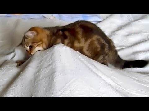 Cute Kitten vs Scary Ghost