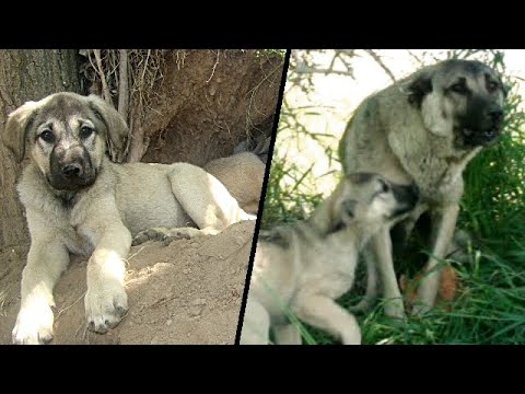 Cute Mother Dog Protecting her Babies | Cutest Puppies playing | Dog's Den | animals in the forest.