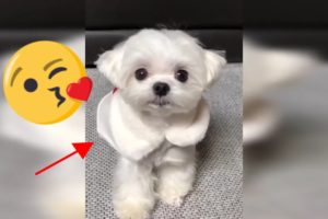 Cute Puppies Doing Funny Crazy Things Cutest Dogs of TikTok