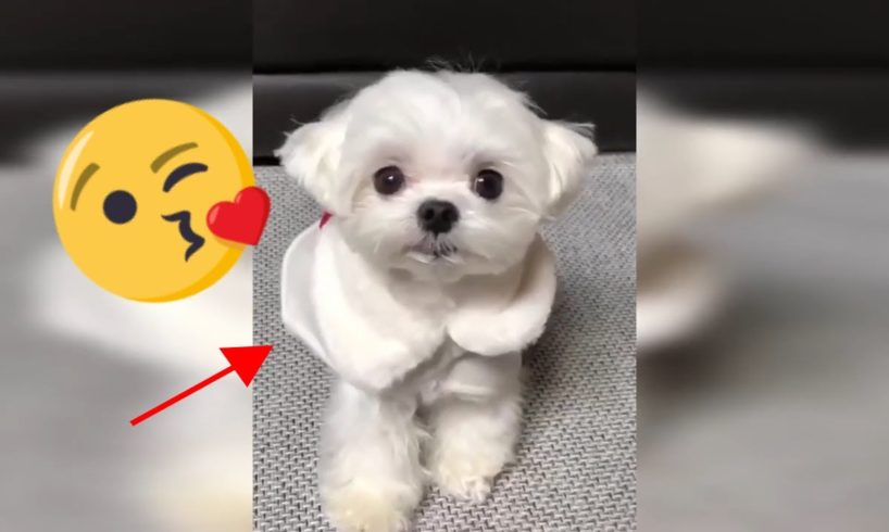 Cute Puppies Doing Funny Crazy Things Cutest Dogs of TikTok