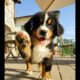 ♥Cute Puppies Doing Funny Things 2020♥