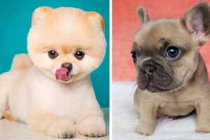 ? Cute Puppies Doing Funny Things 2020 ? | Cutest Dogs