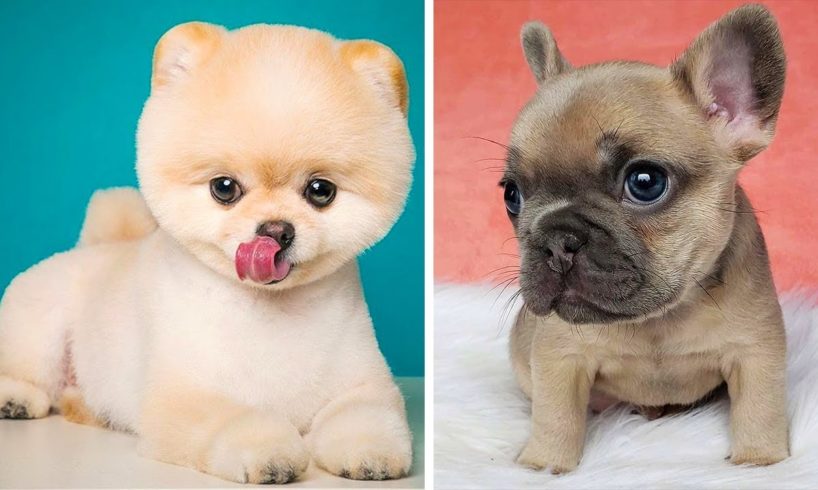 ? Cute Puppies Doing Funny Things 2020 ? | Cutest Dogs
