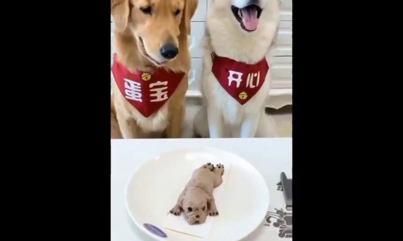 Cute Puppies Doing Funny Things/ ep 1/ Cutest Dog