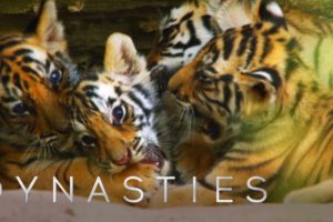 Cute Tiger Cubs Playing | Dynasties | BBC Earth