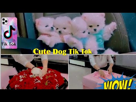 ❤Cute Tik Tok | cute dogs video ||  ?cute puppies?