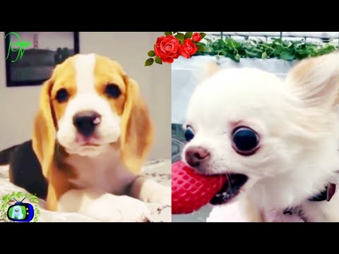 ?Cute puppies doing funny things 2020 #4  |  Baby dogs compilation | funny dogs |  Picture TV