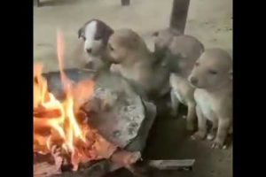 Cute puppies funny talking tiktok