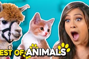 Cutest Animals Compilation ft. a Giraffe, Puppies | Best Of React