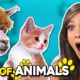 Cutest Animals Compilation ft. a Giraffe, Puppies | Best Of React