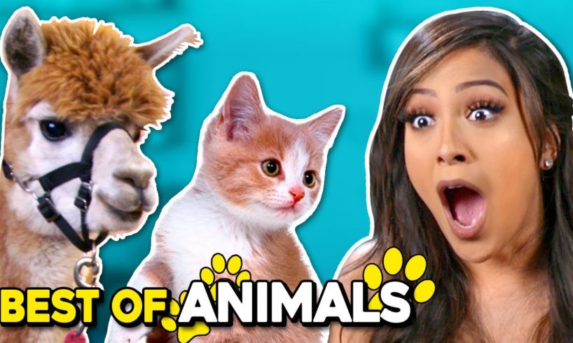 Cutest Animals Compilation ft. a Giraffe, Puppies | Best Of React