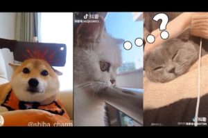 ?Cutest Baby cats ,puppies and ? funny moments Compilation #7