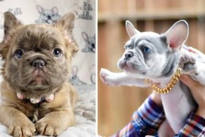 Cutest French Bulldog - Funny and Cute French Bulldog Puppies 2020 | Dogs Awesome