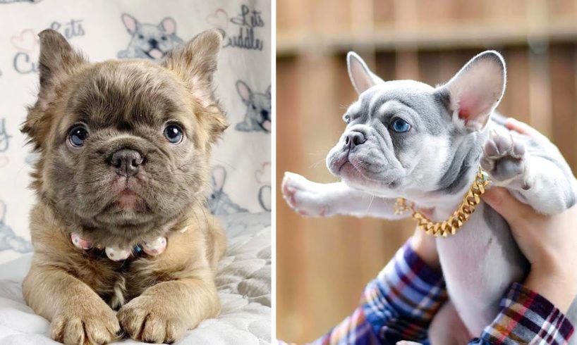 Cutest French Bulldog - Funny and Cute French Bulldog Puppies 2020 | Dogs Awesome