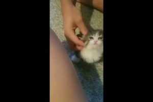 Cutest Kitten Collapses After World's Best Face Scratches