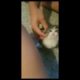 Cutest Kitten Collapses After World's Best Face Scratches