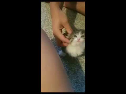 Cutest Kitten Collapses After World's Best Face Scratches