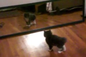 Cutest Kitten EVER! - Matadorrrrr Mirror Fight