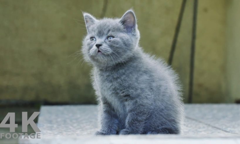 Cutest Kitten Ever, British Shorthair blue Outdoors - 4K