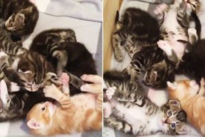 Cutest Kitten Pile