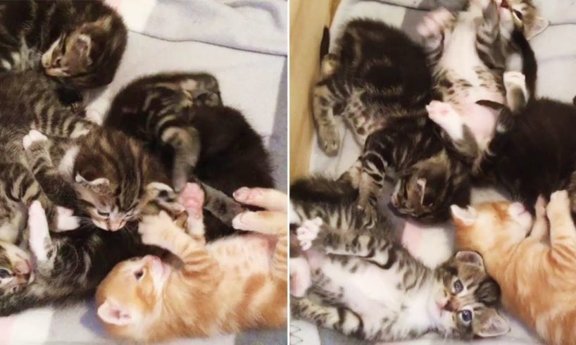 Cutest Kitten Pile