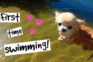 Cutest PUPPY Sized Chihuahua Swimming For The FIRST TIME