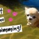 Cutest PUPPY Sized Chihuahua Swimming For The FIRST TIME