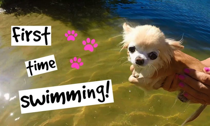 Cutest PUPPY Sized Chihuahua Swimming For The FIRST TIME