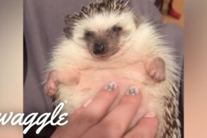 Cutest Pets Ever | Adorable Pet Videos