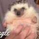 Cutest Pets Ever | Adorable Pet Videos