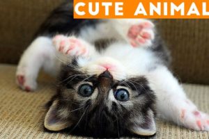 Cutest Pets of the Week Compilation January 2018 | Funny Pet Videos