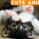 Cutest Pets of the Week Compilation January 2018 | Funny Pet Videos