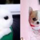 ?Cutest Puppies Doing Funny Things 2020 ?#4 Cute Baby Dogs