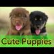 Cutest Puppies Playing in the Park | Cute Puppies