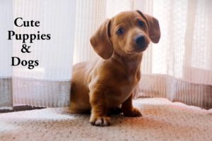 Cutest Puppies and dogs! Cute moment compilation of pets!