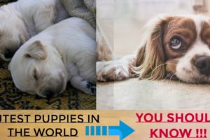 Cutest Puppies in the World / 7 breeds & their characteristic !!!