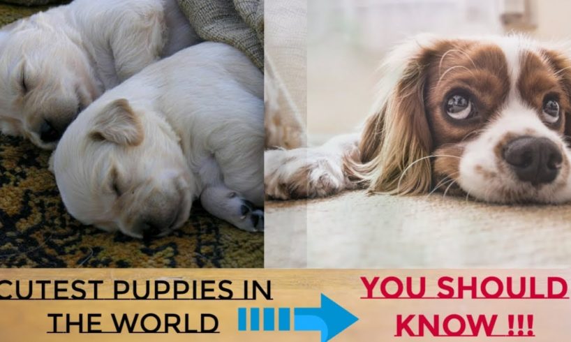 Cutest Puppies in the World / 7 breeds & their characteristic !!!