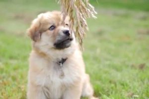 Cutest Puppy Ever! Alaskan Malamute and Golden Retriever Mix