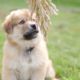 Cutest Puppy Ever! Alaskan Malamute and Golden Retriever Mix