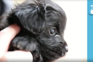 Cutest Puppy Ever Being Held! - Puppy Love