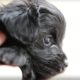 Cutest Puppy Ever Being Held! - Puppy Love